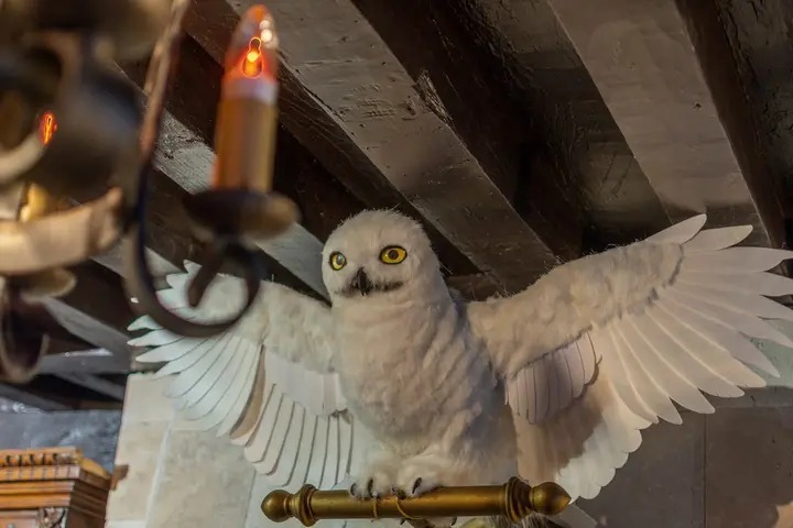 La chouette blanche et sa bougie