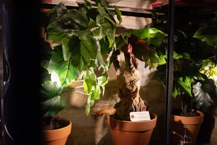 Les mandragores en pot